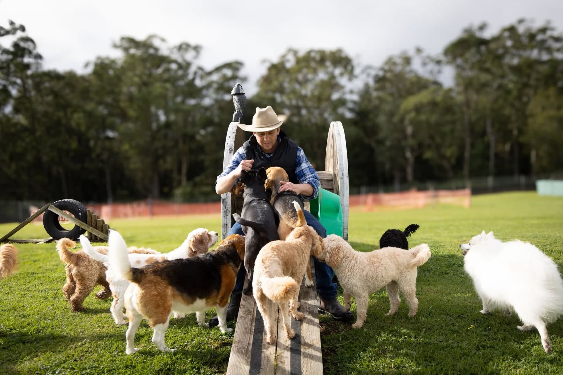 Dylan sitting on an activity ramp surrounded by dogs at FARMTASTIC